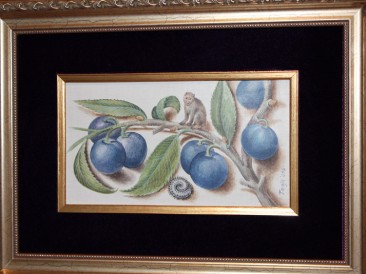 Prunus domestica – Domaća šljiva (akvarel na gipsanoj i MDF podlozi,11.5x20cm) 2016.god.