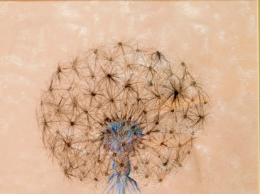 Ružičasti maslačak (digitalna štampa na ogledalu, 120x80cm, 2013.god.)